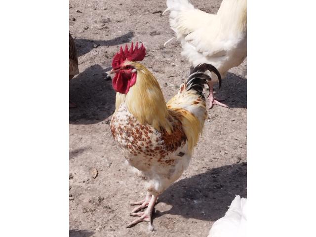 Photo Coq image 6/6