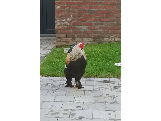 Photo Coq Brahma élevé (9 mois) à donner image 6/6