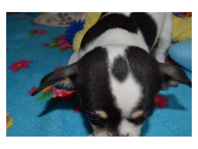 Photo Dernier petit chihuahua poil court pedigree LOSH (FCI) image 6/6