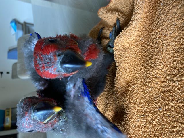 Photo ECLECTUS APPRIVOISER EAM 2025 image 6/6