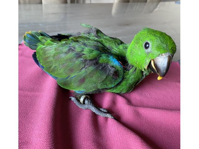 Photo Ecletus Apprivoiser Eam image 6/6