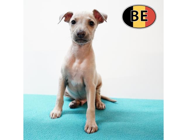 Photo Elégants chiots Petit Levrier Italien à vendre image 6/6