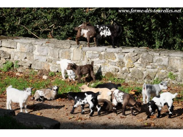 Photo Elevage de chèvres naines et miniatures image 6/6