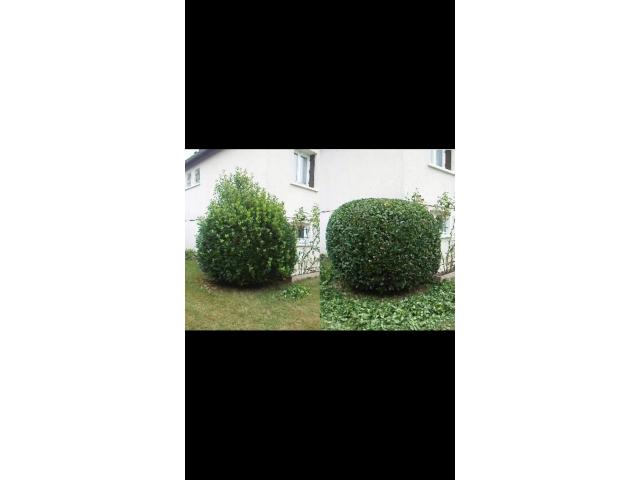 Photo Entretien espace vert image 6/6