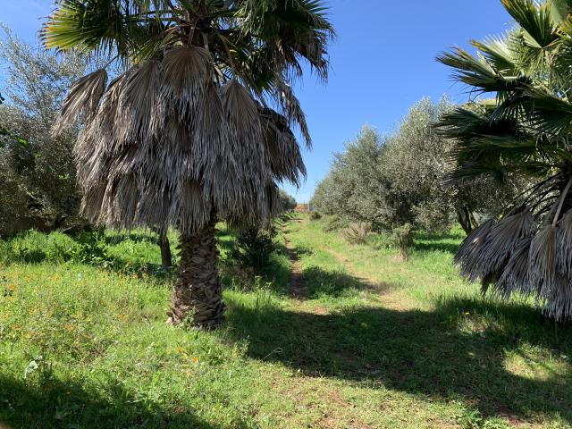 Photo ferme a vendre au Maroc image 6/6