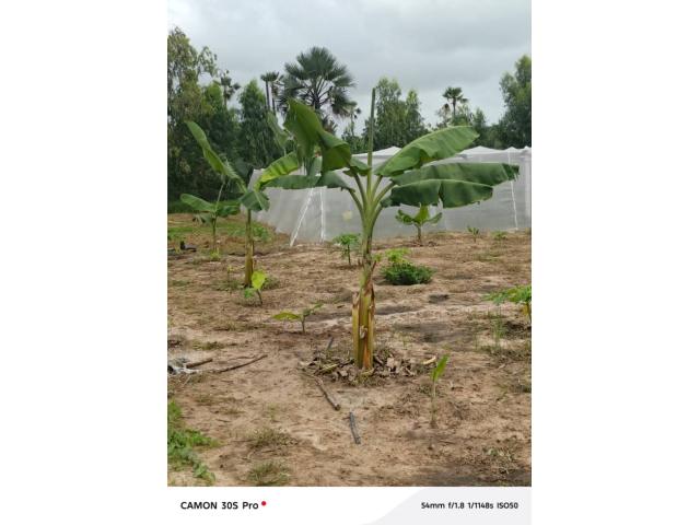 Photo Ferme agricole à vendre à Nguéniène Ndofane Sénégal image 6/6