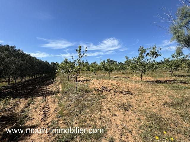 Photo FERME LES EMERAUDES Somaa Beni Khiar T1137 image 6/6
