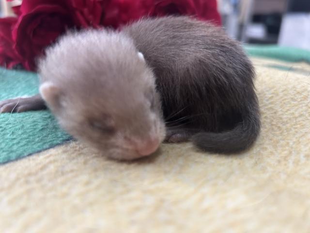Photo Furets furetons disponibles image 6/6