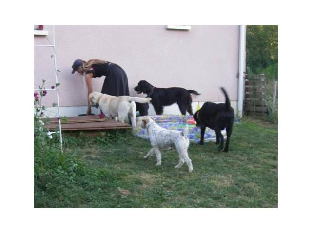 Photo Garde chiens familiale image 6/6