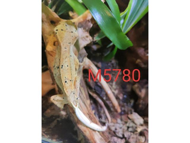 Photo Geckos à crête (2 femelles et 1 mâle) image 6/6
