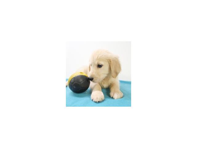 Photo Golden Retriever chiots à vendre image 6/6