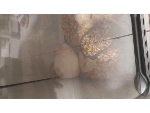Photo Grand vivarium + 2 python image 6/6