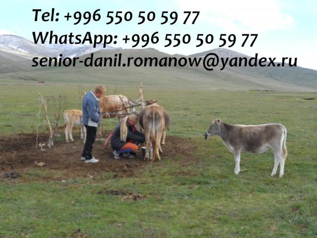 Photo guide, driver in Kyrgyzstan, travel, hiking, excursions, tourist services, transfers in the airport image 6/6