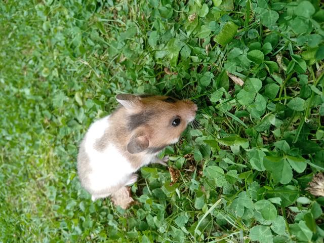 Photo Hamsters dorés image 6/6