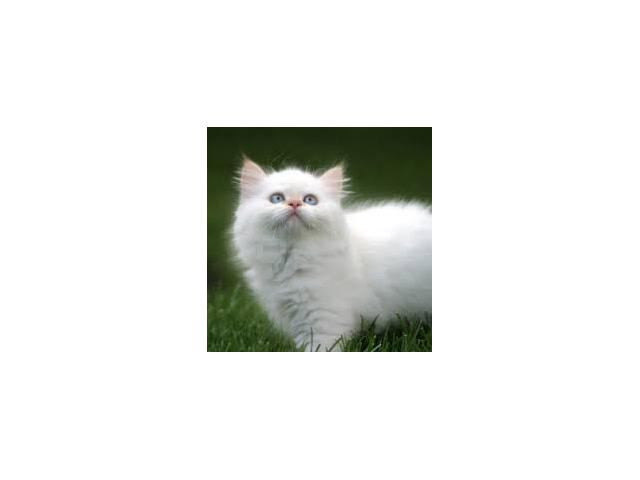 Photo je cherche un chaton sur dinant image 6/6