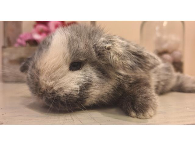 Photo Jeunes lapins nains bélier image 6/6