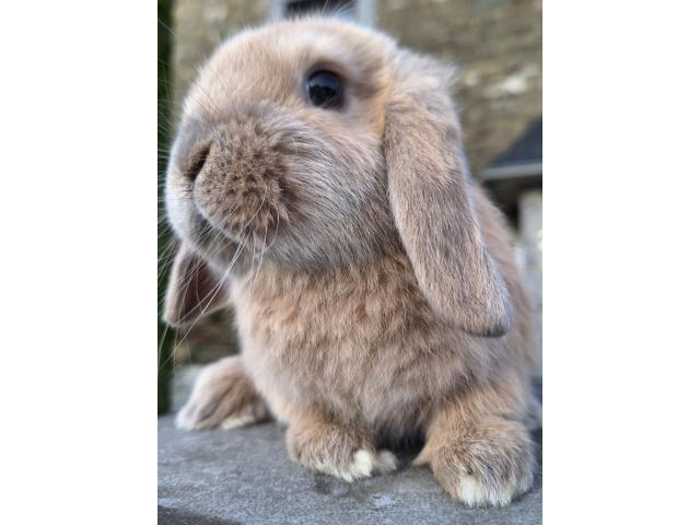 Photo Jeunes lapins nains bélier image 6/6