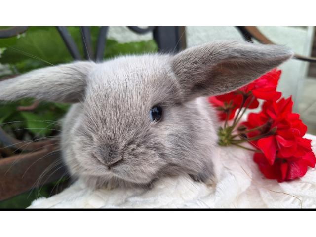 Photo Jeunes lapins nains béliers image 6/6