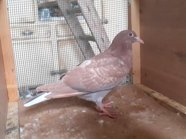 Photo JEUNES PIGEONS ROUGES CHOCOS image 6/6