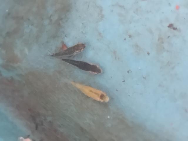 Photo Koii image 6/6