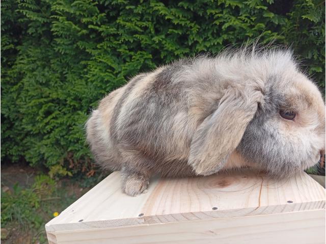 Photo Lapin croisé image 6/6