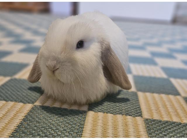Photo Lapin minilop image 6/6