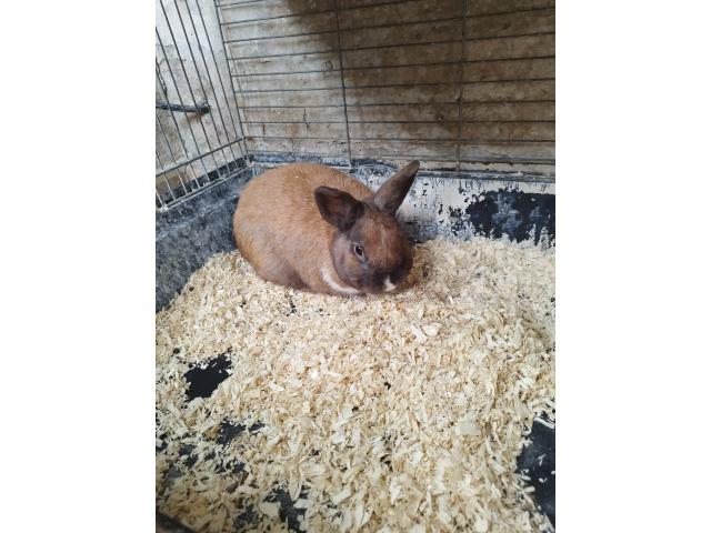 Photo Lapin nain image 6/6