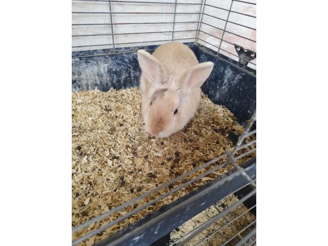 Photo Lapin nain image 6/6