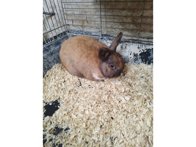 Photo Lapin nain image 6/6