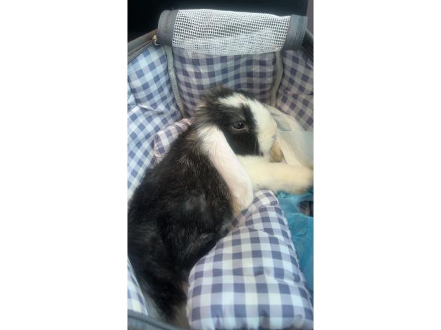 Photo Lapin nain hollandais oreilles tombantes image 6/6