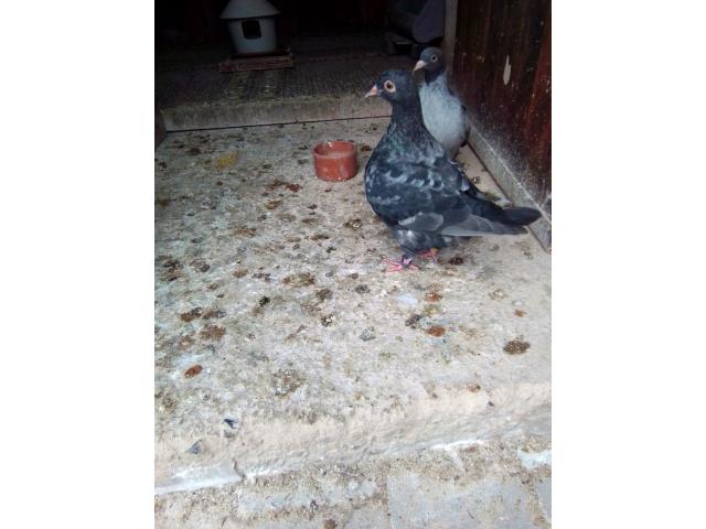 Photo Le pigeon TEXAN autosexable image 6/6