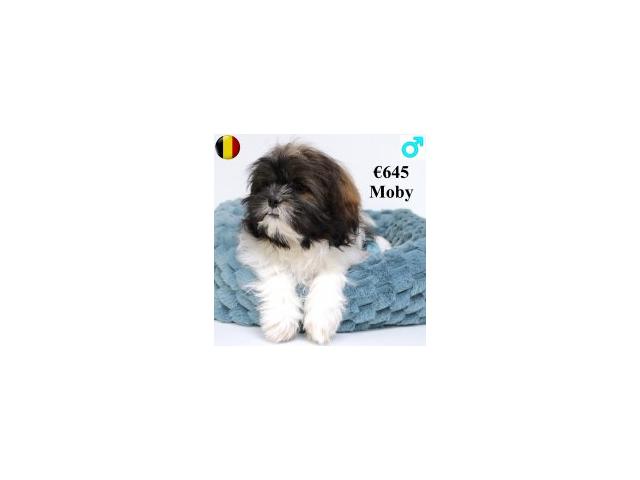 Photo Lhassa Apso - jeunes chiens nés en 09-10/2024 image 6/6