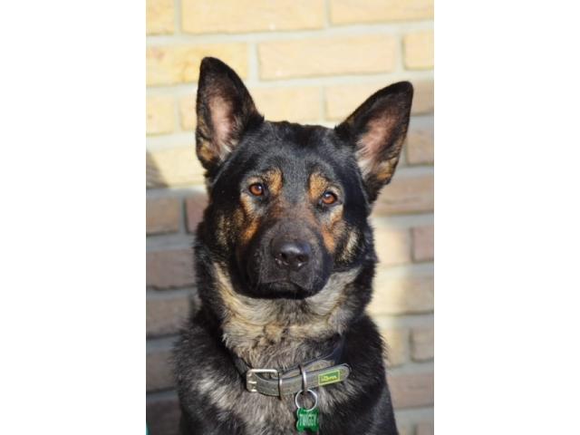 Photo magnifique chiots berger allemand image 6/6