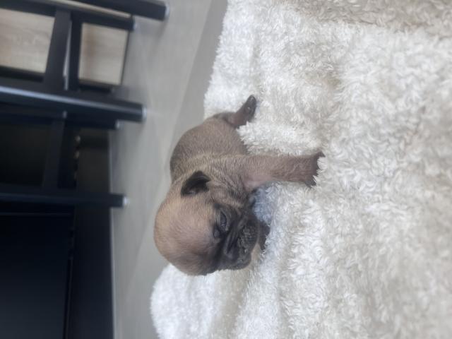 Photo Magnifiques bouledogue français image 6/6