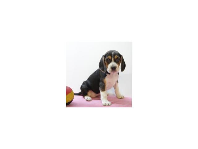 Photo Magnifiques chiots Beagle image 6/6