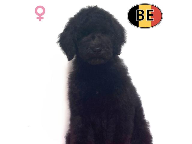 Photo Magnifiques chiots Caniche Royal image 6/6
