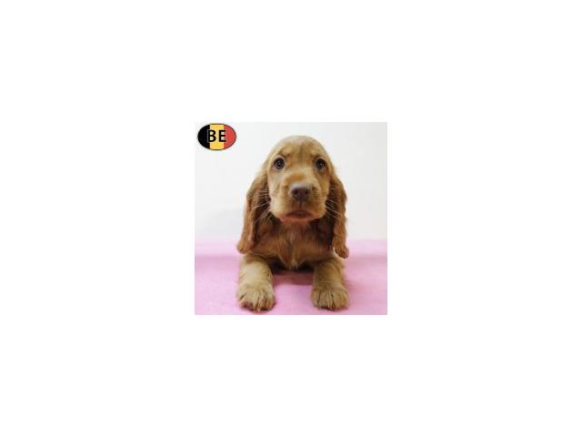Photo Magnifiques chiots Cocker anglais roux image 6/6