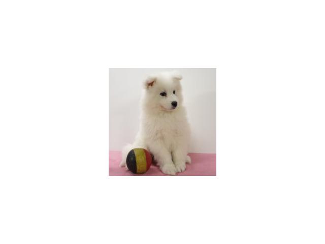 Photo Magnifiques chiots Samoyede image 6/6
