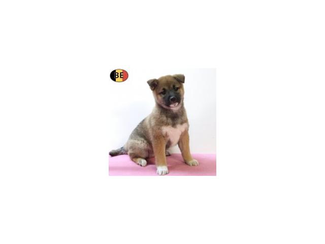 Photo Magnifiques chiots Shiba Inu à vendre image 6/6