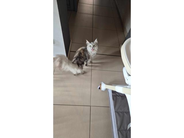 Photo Maine coon image 6/6