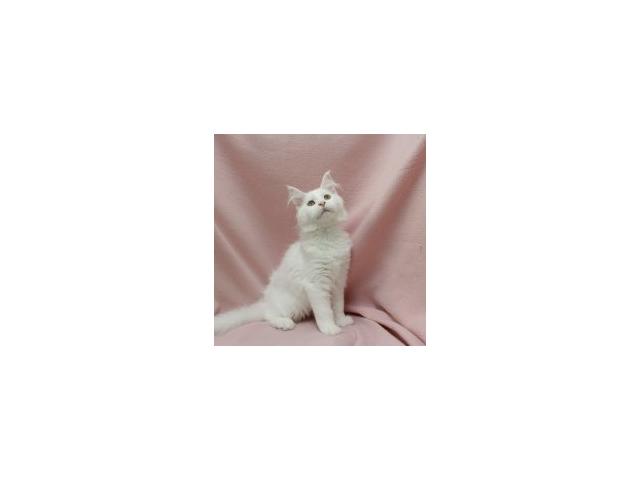 Photo Maine Coon - Splendides chatons à vendre image 6/6