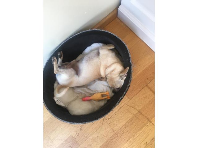 Photo Mâle chihuahua pour saillie image 6/6