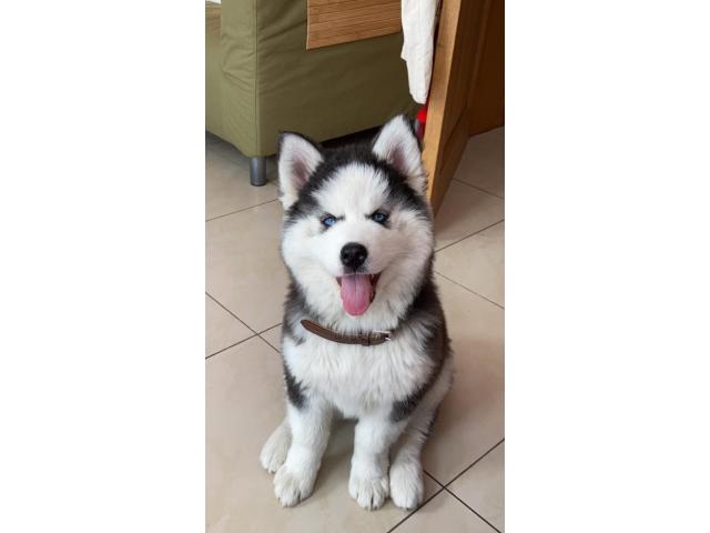 Photo Mâle husky pour saillie image 6/6