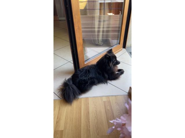 Photo Mâle pour la Saillie spitz allemand image 6/6