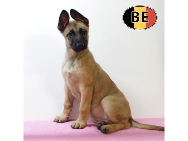 Photo Malinois - Splendides chiots à vendre image 6/6