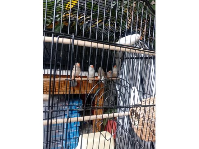 Photo Mandarins blancs et Mandarins communs image 6/6