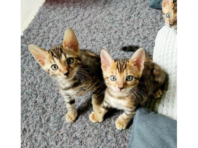 Photo Merveilleux chatons bengals (LOS) image 6/6