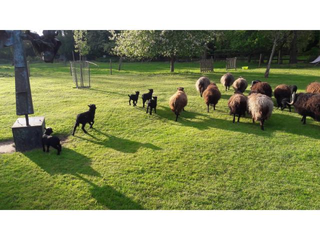 Photo Moutons Ouessant pure race image 6/6