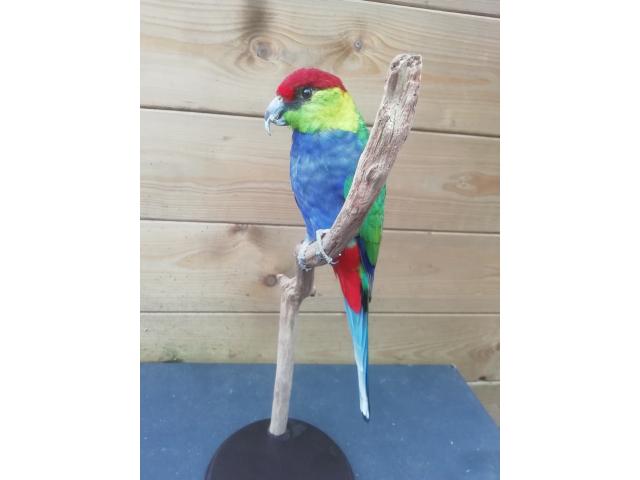 Photo New mounted birds image 6/6