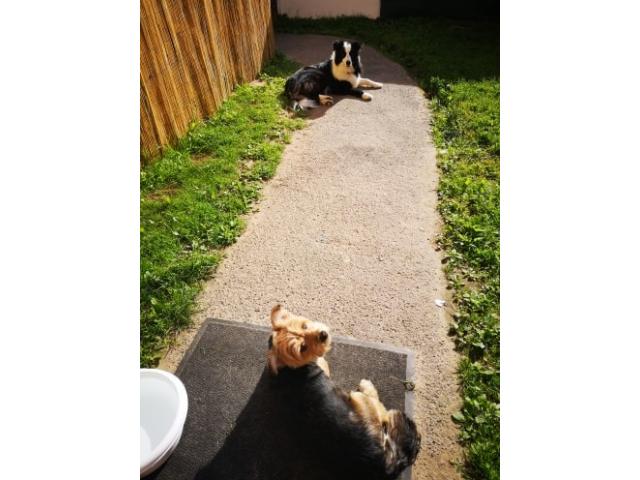 Photo Nous gardons votre chien en famille (6€/jour) image 6/6